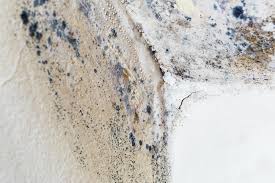 Why You Should Choose Our Mold Remediation Services in El Macero, CA